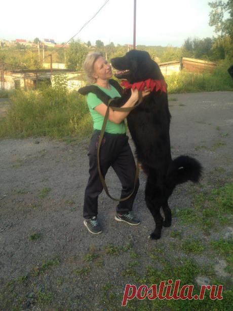 Сибирские Звезды Монголии Гомбо Малыш