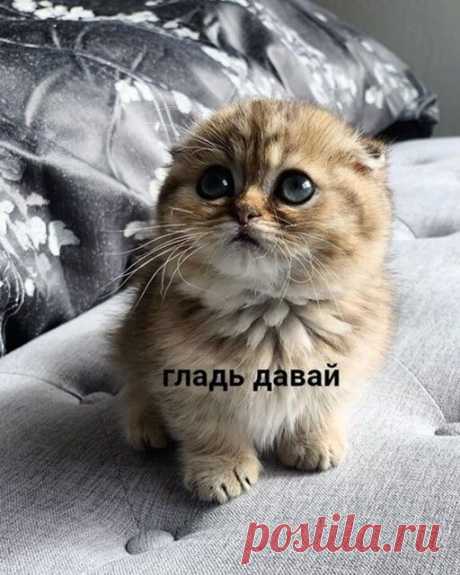 Букет котят