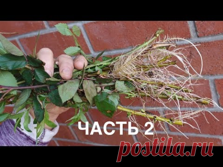 Как укоренить практически всё без корневого гормона.Часть 2.