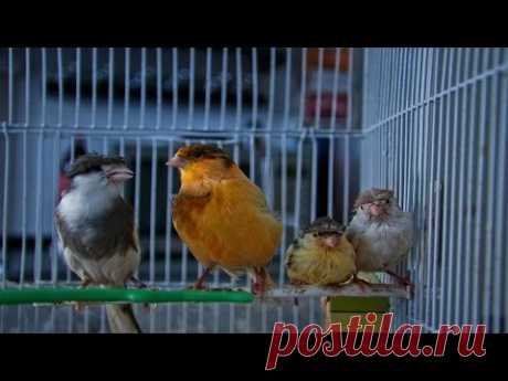 Пение канарейки Певчий кенар Как поет канарейка обучение / Singing canaries canary singing, sounds