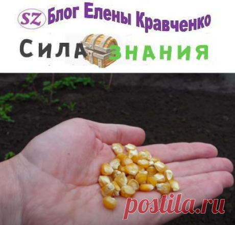 Посев кукурузы + когда сажать кукурузу в благоприятные дни