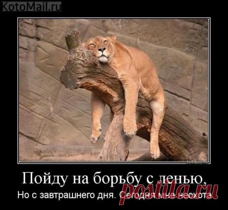 Сегодня неохота. | KotoMail.ru