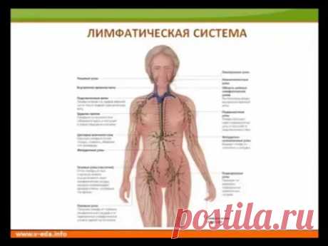 Лимфатическая система