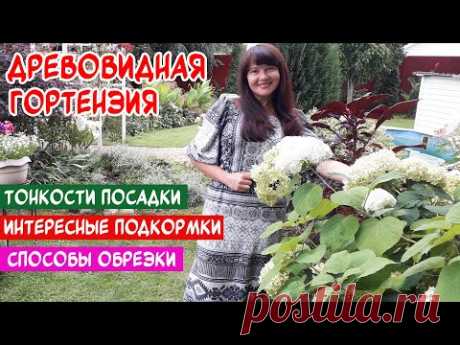 ДРЕВОВИДНАЯ ГОРТЕНЗИЯ. Правильная посадка. Обрезка. ЛУЧШИЕ СОРТА и ПОДКОРМКИ народными средствами.