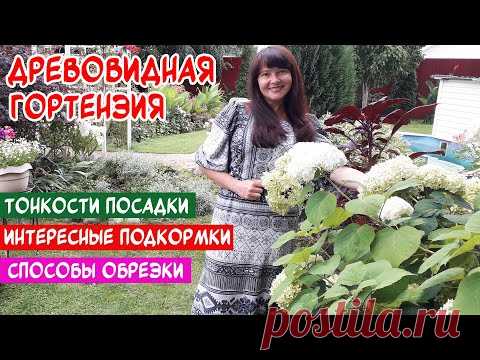 ДРЕВОВИДНАЯ ГОРТЕНЗИЯ. Правильная посадка. Обрезка. ЛУЧШИЕ СОРТА и ПОДКОРМКИ народными средствами.