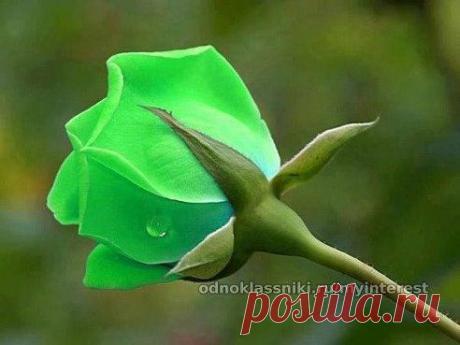 Одноклассники