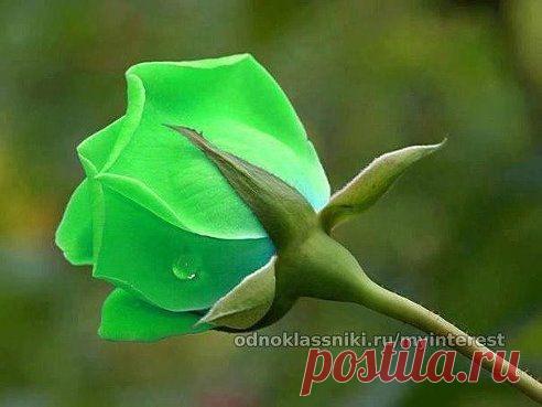 Одноклассники