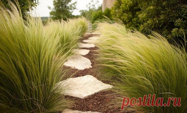 Ковыль: описание, разновидности, выращивание