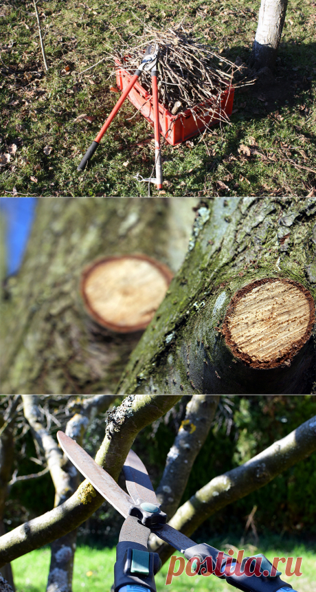 Обрезка деревьев осенью в саду: поддержание плодоношения сада