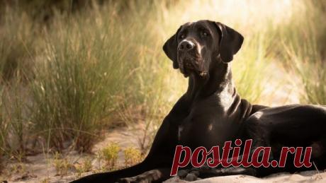 Дог (31 фото)