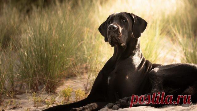 Дог (31 фото)