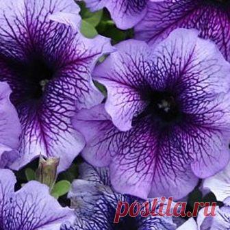 Петуния крупноцветковая Тритуния Blue Veined 10 шт