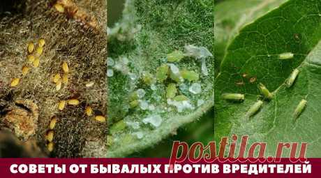 (99) Одноклассники