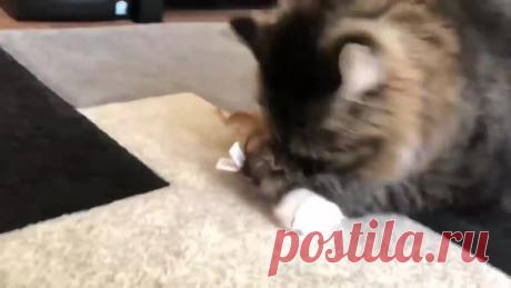 Мыши атакуют котика!))