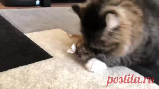 Мыши атакуют котика!))