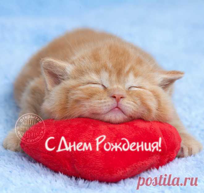 Рыжий кот на красной подушке-сердечке — Скачайте на Davno.ru Рыжий кот на красной подушке-сердечке. Скачайте бесплатно открытку №7204 из рубрики с днем рождения