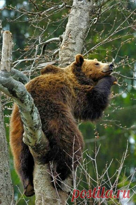 forest dreams