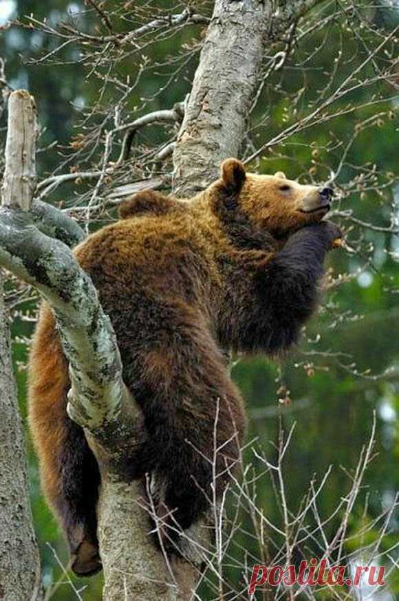 forest dreams