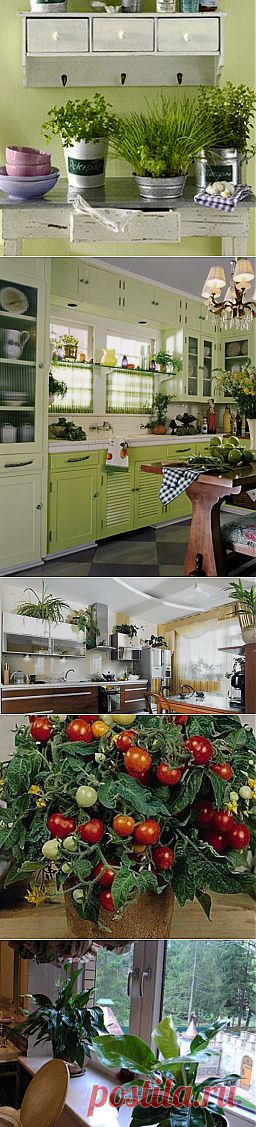 Растения для кухни, комнатные растения в интерьере кухни фото | семиделка.ру