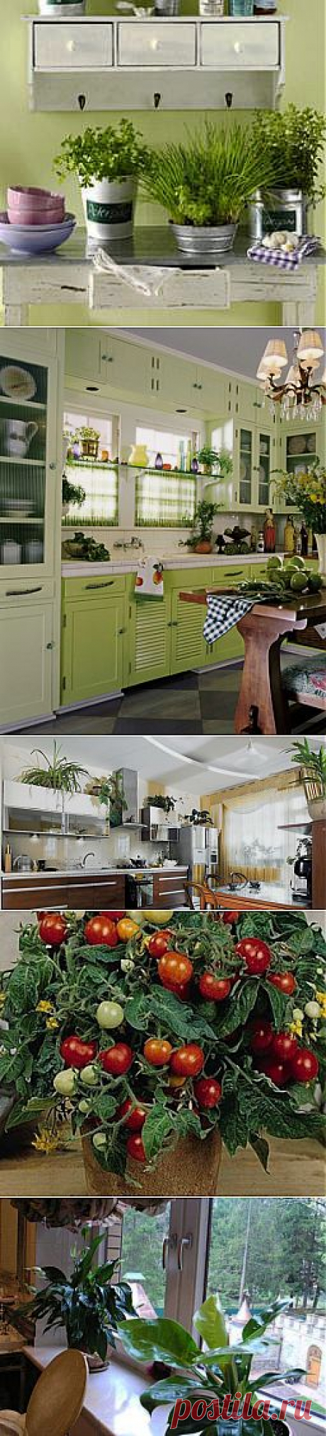 Растения для кухни, комнатные растения в интерьере кухни фото | семиделка.ру