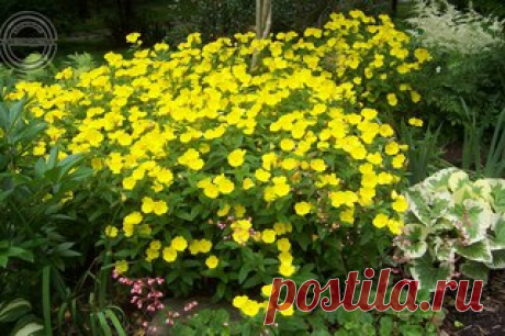 ЭНОТЕРА. ЦВЕТОК ВЕЧЕРНЕЙ ЗАРИ

Окружающая нас природа настолько многообразна и необычна, что если присмотреться, то можно найти удивительное совсем рядом. К примеру, садовый цветок энотера, или ослинник, который имеет другое название "ночная свеча".

Я и многие, кто видел, как она цветёт, не перестаём удивляться этому зрелищу.
Показать полностью…