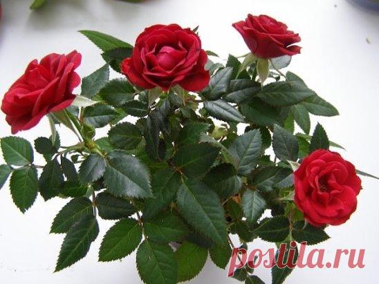 Одноклассники