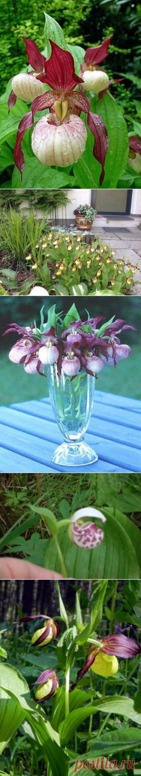 Изящные башмачки Венеры | Самоцветик