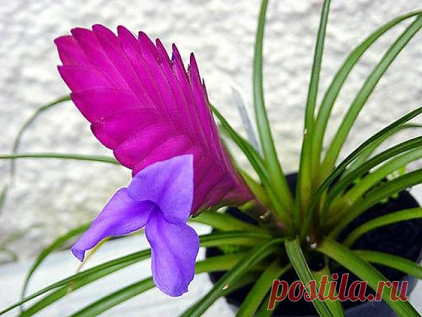 Тилландсия синяя Tillandsia cyanea - небольшое эпифитное растение, образующее розетку. Листья линейной формы, зеленого цвета, с красноватым оттенком, до 30 см длиной и около 1 см шириной, поверхность листа в мелких чешуйках. Цветонос слегка изогнутый или прямой, короткий, соцветие - колос, широкой и плоской формы. Прицветники располагаются в два ряда, плотно накладываясь друг на друга елочкой, цвет прицветников от светло-зеленого, до розового и красного,