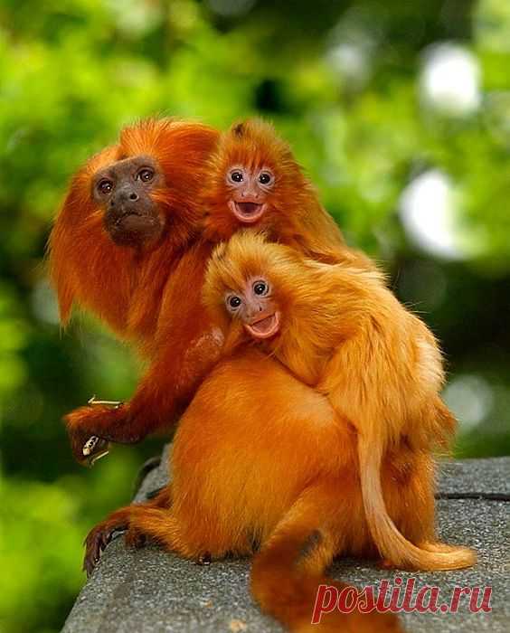 Рыжие макаки веселушки )) Golden Lion Tamarin babies | Animals