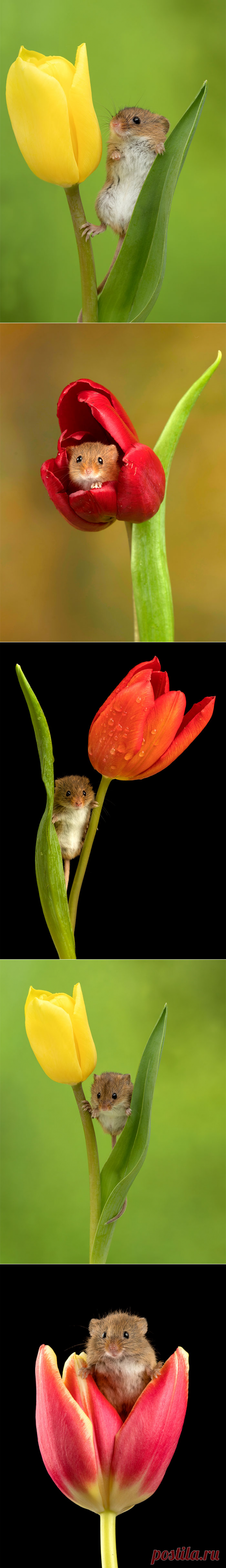 Мимимиметр зашкаливает! Мыши-малютки играют среди цветов