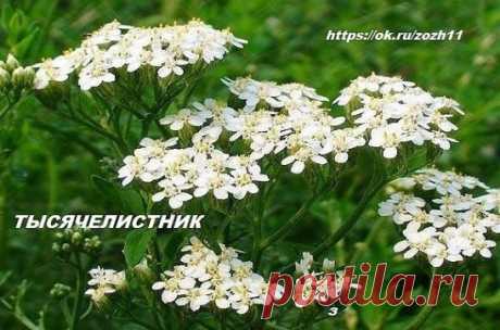 Неспецифический язвенный колит и тысячелистник.
