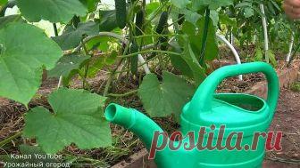 В 10 РАЗ БОЛЬШЕ ОГУРЦОВ ТОЛЬКО С ЭТИМИ ПОДКОРМКАМИ