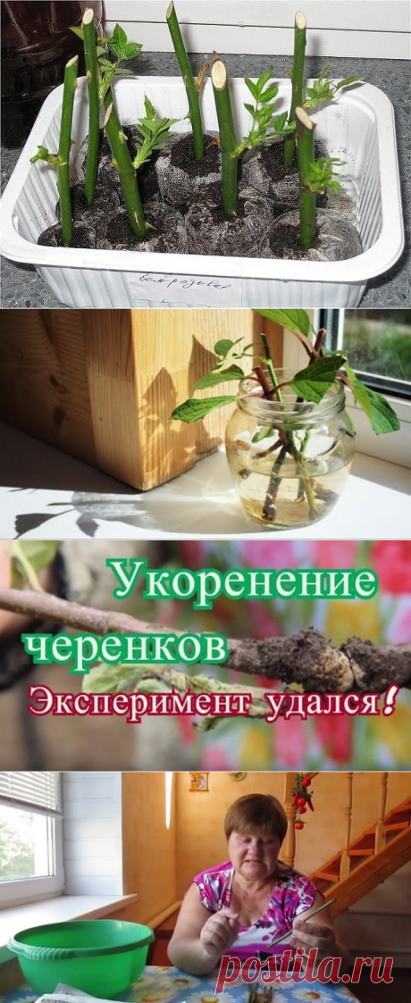 (1) Одноклассники
