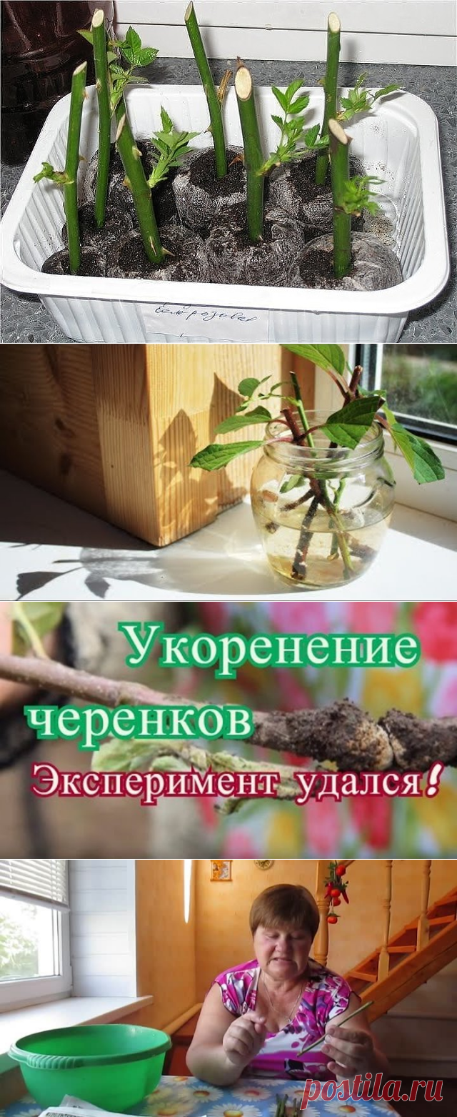 (1) Одноклассники