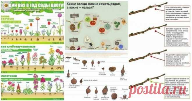 25 важных шпаргалок для садоводов-огородников / Домоседы