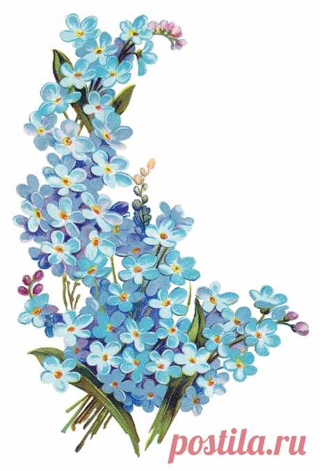 "Forget-me-nots" by Neil Baylis | Redbubble