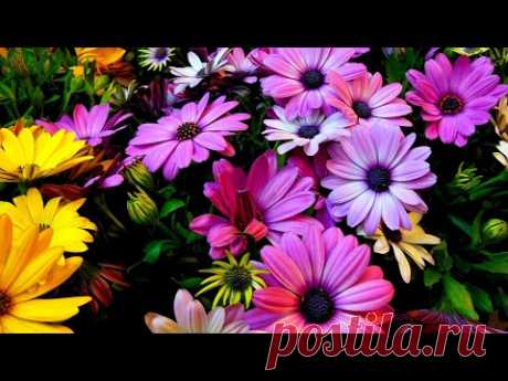 Сборник красивой музыки для души (музыка цветов) !!!