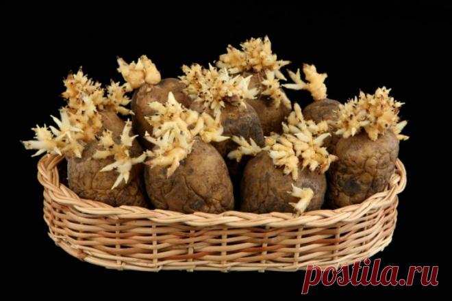 Проросшая картошка от воспаления суставов | Домашняя аптечка