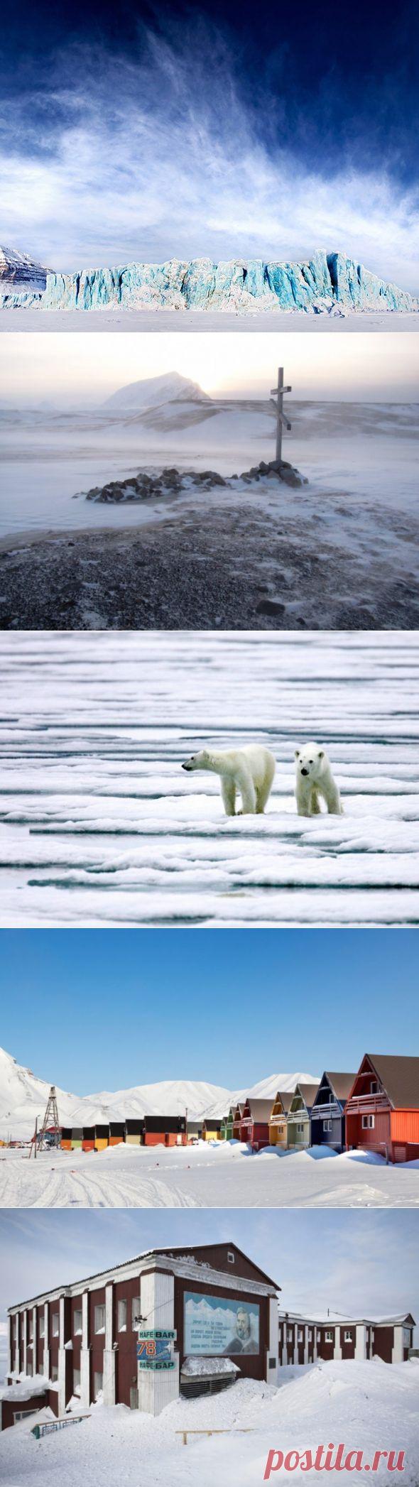 Здесь белых медведей больше, чем людей / Туристический спутник