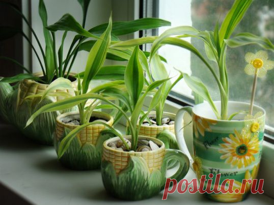 Как бороться с мошками в комнатных растениях | Моя семья и дом