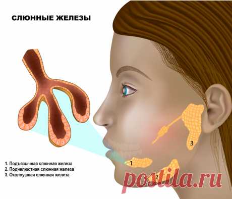 Повышенное слюноотделение - причины появления, при каких заболеваниях возникает, диагностика и способы лечения
