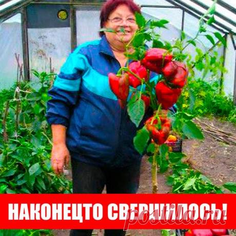 Девочки, нашла до безобразия интересное дачное сообщество ) Советы о выращивании на подоконнике и в саду, таких еще не встречала. Так что теперь меня за уши не оттащить от компа!
Скорей все сюда Моя дача