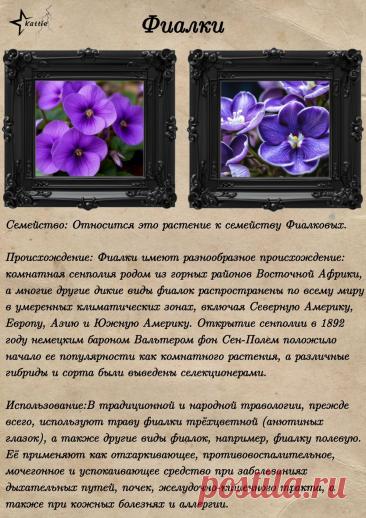 Фиалки