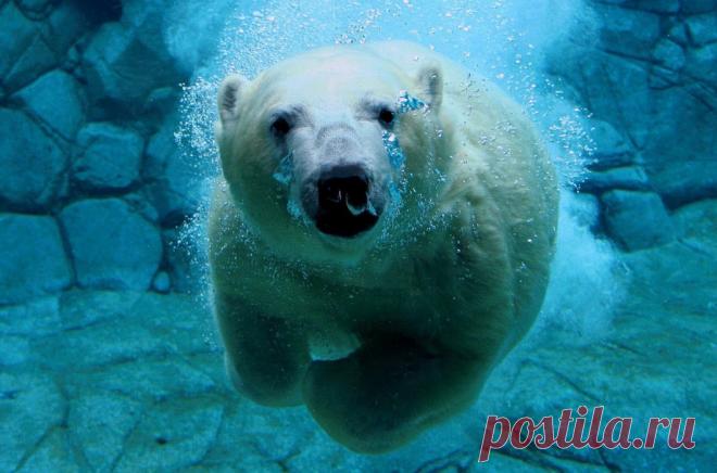 Фотоподборка сухопутных животных, застигнутых за плаванием | Чёрт побери Животные суши, оказывается, вполне могут не только плавать в воде, но даже нырять. Например, белый медведь, проводящий всю жизнь у океана, прекрасный пловец: хоть погружается не глубже чем на 2 м, способен под водой развивать скорость до 10 км/ч и задерживать дыхание на 2 минуты! Примерно столько же в среднем могут пробыть в водной среде пингвины — единственные птицы, которые плавают, но не летают. Ре...