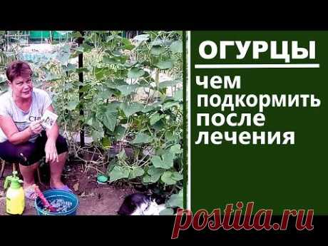 Обязательно сделайте эти подкормки для огурцов после лечения от трипса