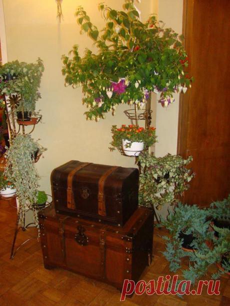 Комнатные растения в дизайне интерьера. Фото. - Садоводы Тюмени