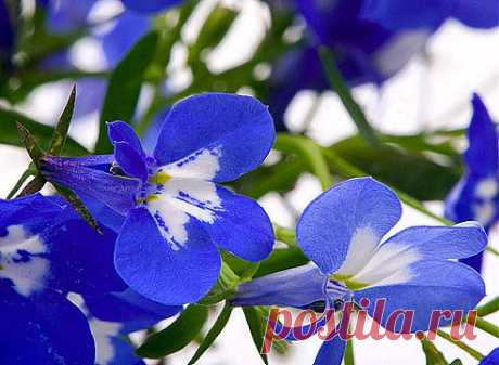 Лобелия / Lobelia. Посадка, размножение, уход, сорта, фото на Supersadovnik.ru