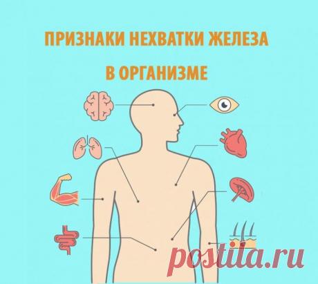 Признаки нехватки железа в организме и чем ее восполнить Железо является важнейшим микроэлементом, необходимым для нормальной работы щитовидной железы, полноценного обмена веществ и регуляции уровня гемоглобина в крови. Но основной его функцией является дос...