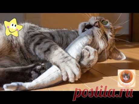 Кошачьи курьезы: смешные моменты с милыми котиками