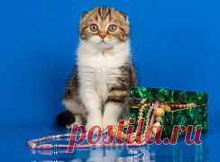 Кошечка д.р.25.12.13г.ПРОДАЖА